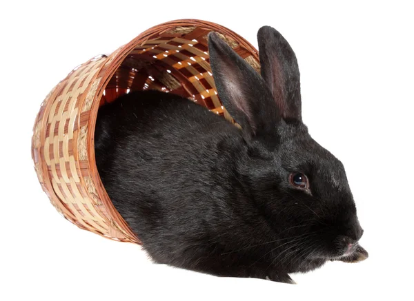 Black rabbit in a basket. — Stock Photo, Image