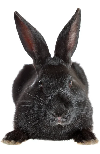 Schwarzes Kaninchen. — Stockfoto