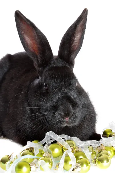 Zwarte konijn in een speelgoed — Stockfoto