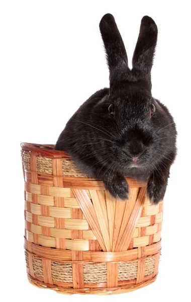 Černý králík v košíku. — Stock fotografie