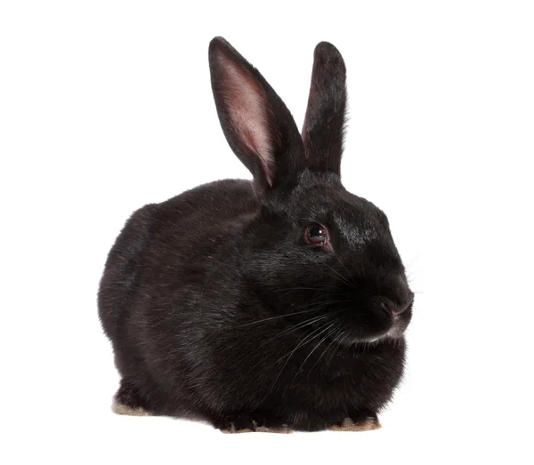 Schwarzes Kaninchen, isoliert. — Stockfoto