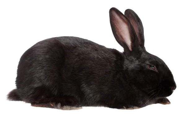 Kaninchen, isoliert. — Stockfoto