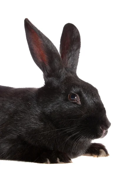 Кролик, ізольовані . — стокове фото