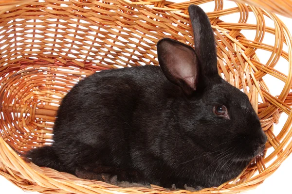 Черный кролик в корзине . — стоковое фото