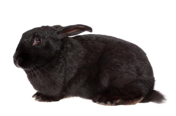 Black rabbit. — Stock Photo, Image