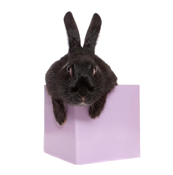 Кролик в коробке . — стоковое фото