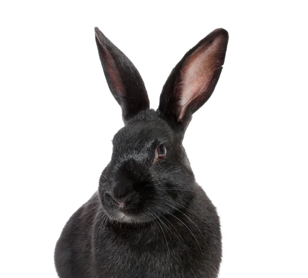 Schwarzes Kaninchen. — Stockfoto