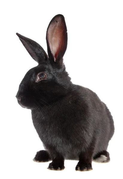 Black rabbit. — Stock Photo, Image