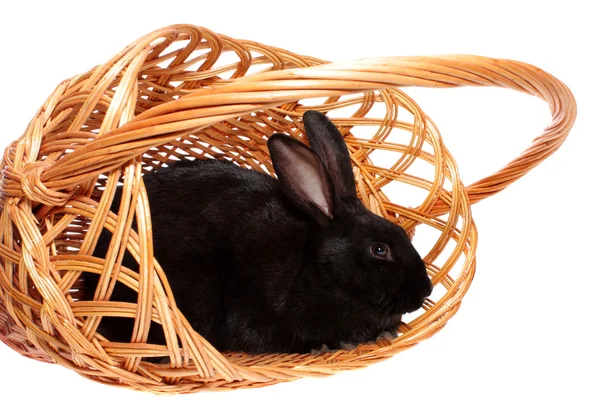 Кролик в корзине, изолированный . — стоковое фото