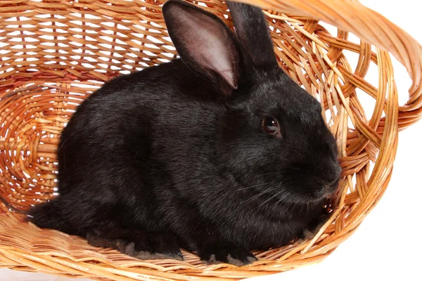 Conejo en una cesta, aislado . —  Fotos de Stock