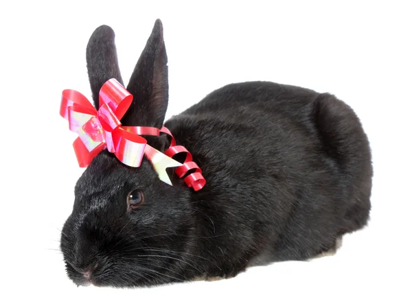 Conejo negro con un lazo rojo . —  Fotos de Stock