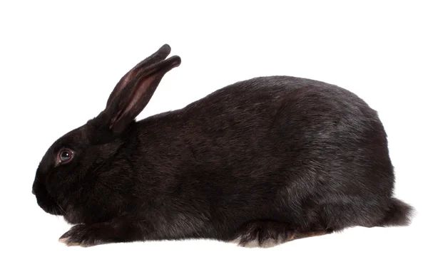 Conejo, aislado . —  Fotos de Stock