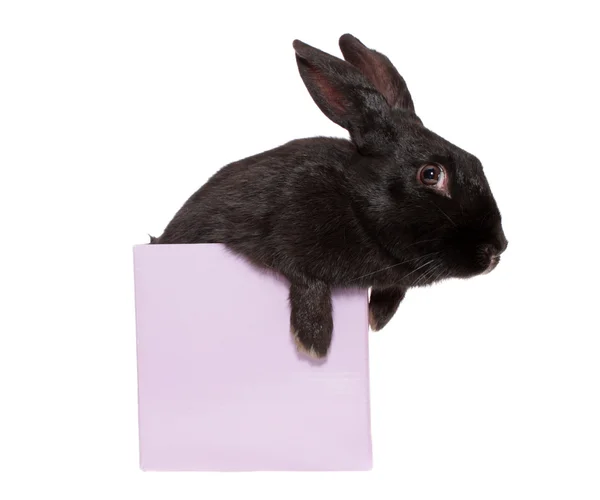 Bir kutu içinde izole tavşan. — Stok fotoğraf