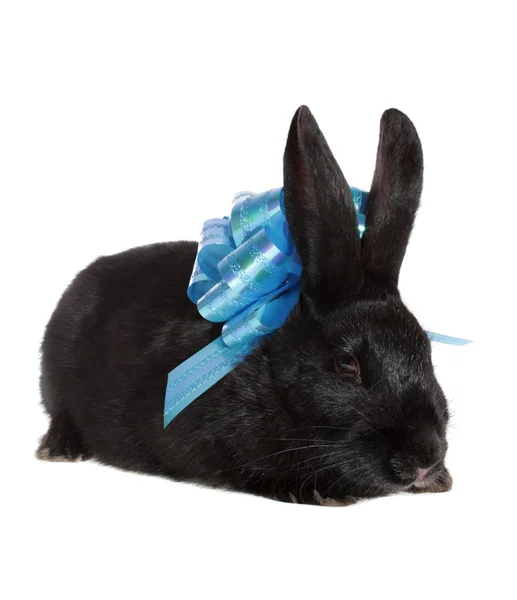 Черный кролик с голубым луком . — стоковое фото