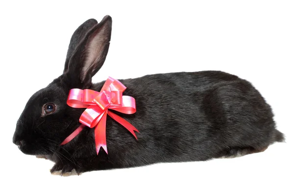 Conejo con lazo rojo . —  Fotos de Stock