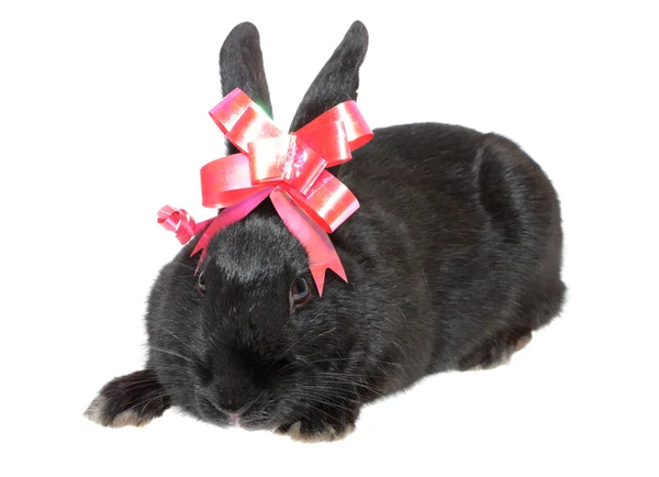 Rabbit with red bow, isolated. — Stock Photo, Image