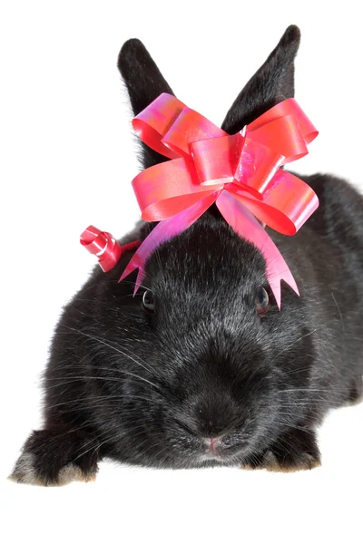 Zwart konijn met strik. — Stockfoto