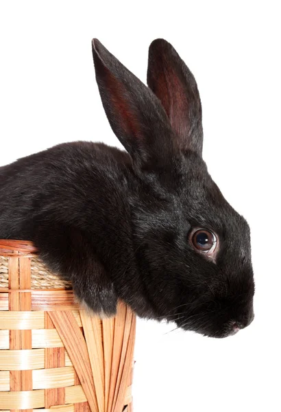 Kaninchen im Korb, isoliert. — Stockfoto