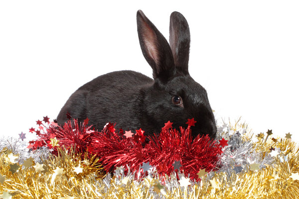 Black rabbit in a tinsel, isolated.