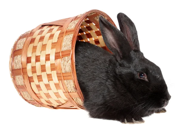 Conejo negro en una cesta . — Foto de Stock