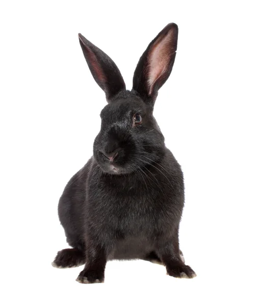 Czarny królik, na białym tle. — Zdjęcie stockowe