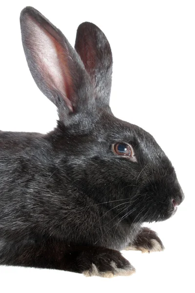 Schwarzes Kaninchen, isoliert. — Stockfoto