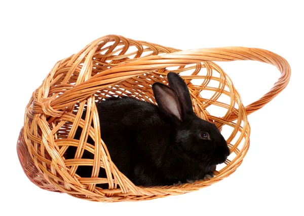 Zwarte konijn in een mand. — Stockfoto