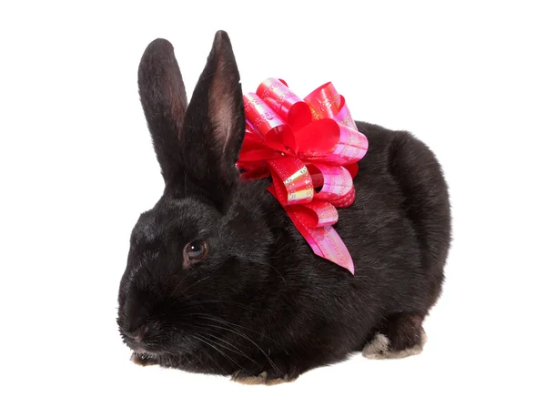 Rabbit with red a bow. — Stock Photo, Image