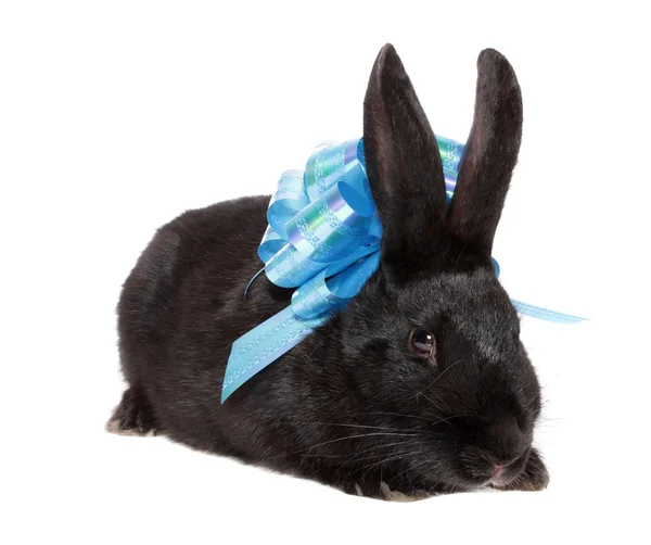 Rabbit with blue bow. — Stock Photo, Image