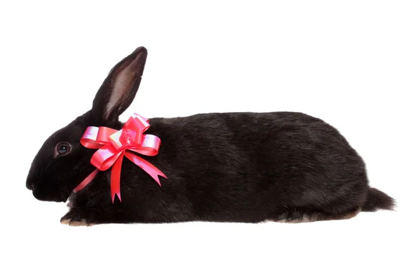 Coniglio con fiocco rosso . — Foto Stock