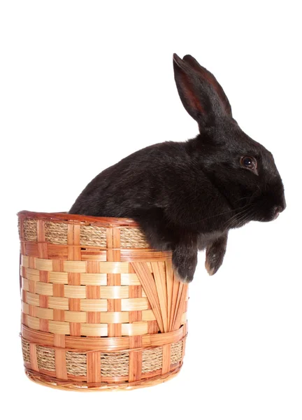 Кролик в корзине, изолированный . — стоковое фото