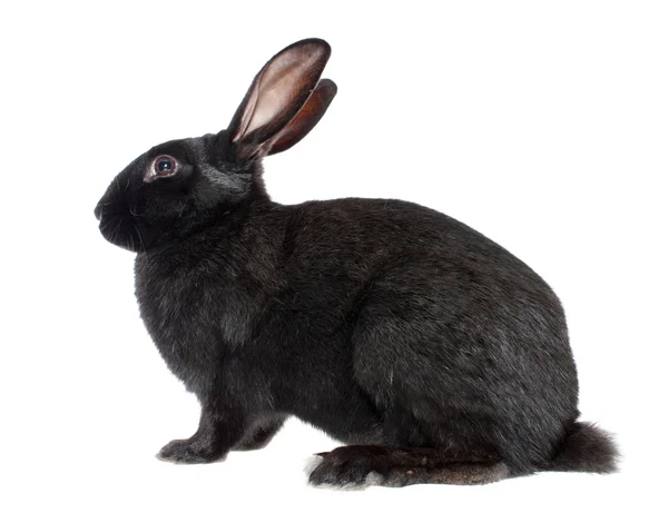 Czarny królik, na białym tle. — Zdjęcie stockowe