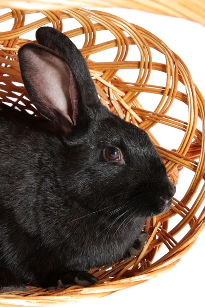 Zwarte konijn in een mand, geïsoleerd. — Stockfoto