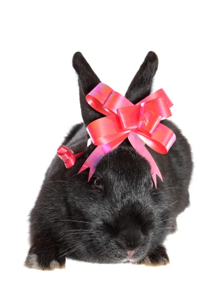 Черный кролик с красным луком . — стоковое фото