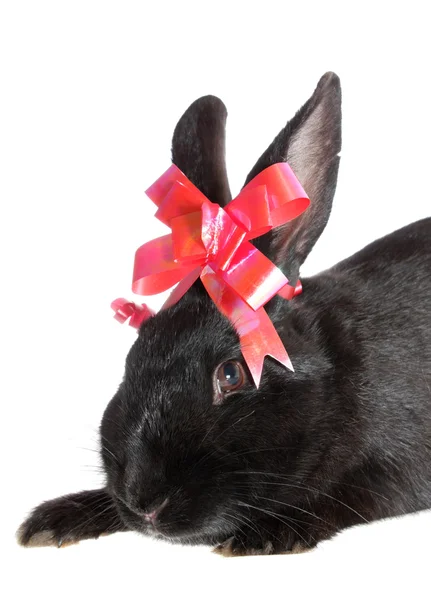 Rabbit with red bow. — Stock Photo, Image