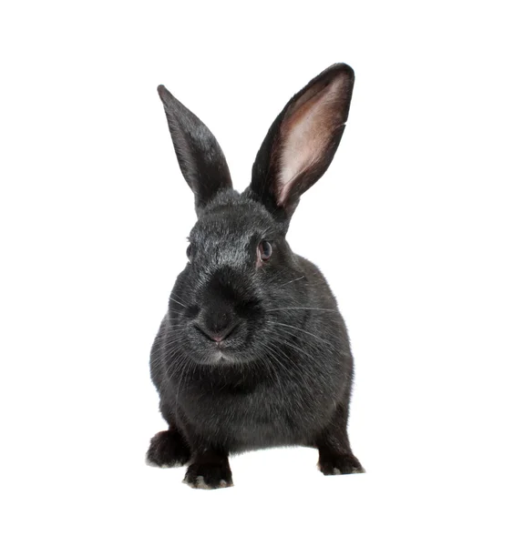 兔子 — 图库照片