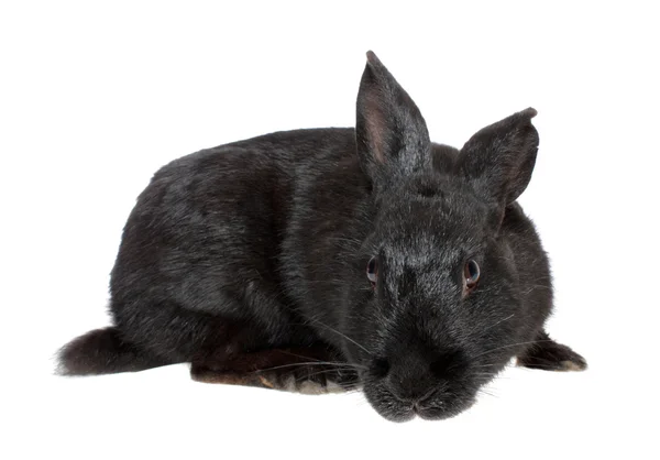 Conejo negro . —  Fotos de Stock