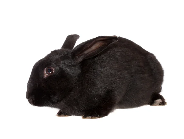Kaninchen, isoliert. — Stockfoto