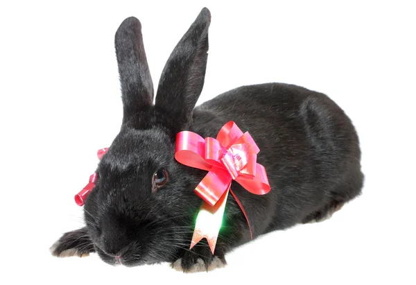 Conejo negro con lazo rojo . —  Fotos de Stock