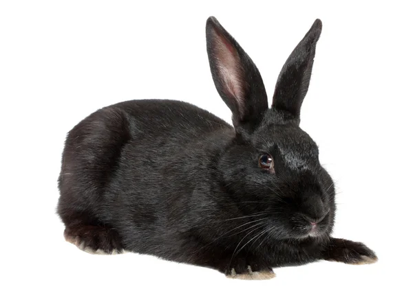 Czarny królik. — Zdjęcie stockowe