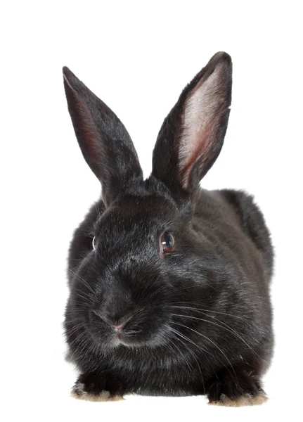 Kaninchen. — Stockfoto