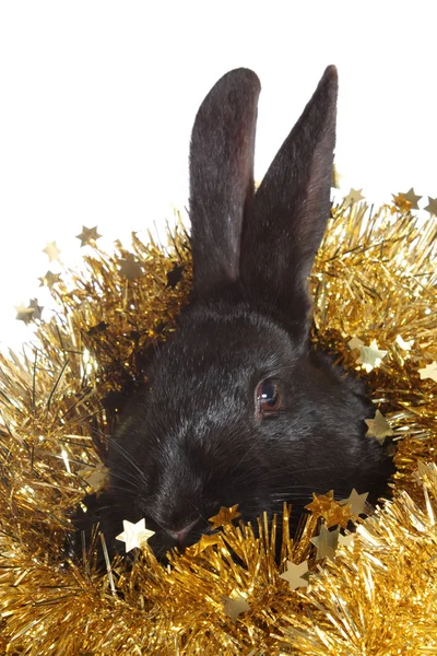 Bir tinsel siyah tavşan. — Stok fotoğraf