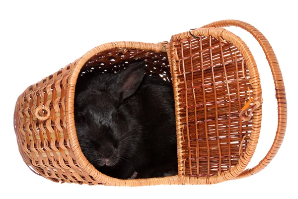 一篮子中的黑兔子. — 图库照片