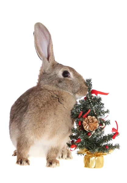 Кролик с меховым деревом Лицензионные Стоковые Фото