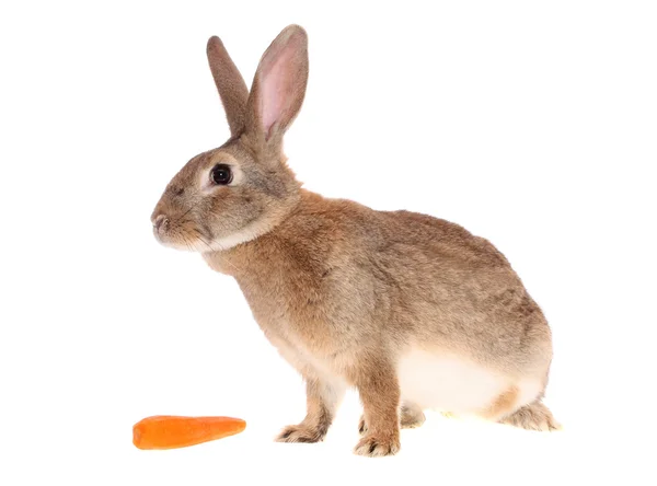 Кролик с едой Стоковое Фото