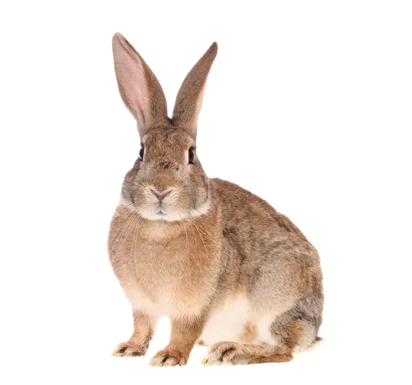 Коричневий кролик, ізольовані . Стокова Картинка