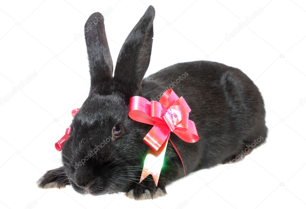Black rabbit with red bow.
