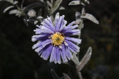 Leylak çiçeği hoarfrost.