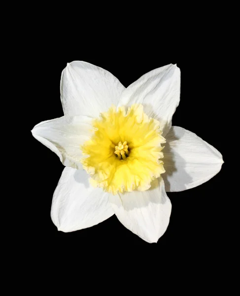 En blomma är en narcissus. — Stockfoto