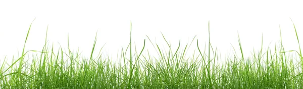 stock image Green grass isolated.